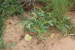 Tripterocalyx carneus