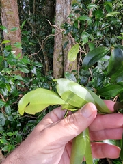 Cryptocarya laevigata