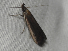 Tampa dimediatella