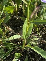 Symphyotrichum oolentangiense