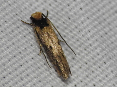 Tinea apicimaculella