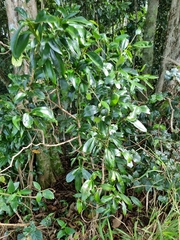 Cryptocarya laevigata
