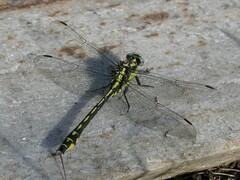 Phanogomphus kurilis