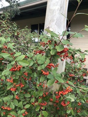 Cotoneaster glaucophyllus