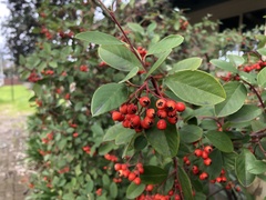 Cotoneaster glaucophyllus