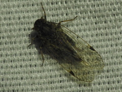 Melanoliarus aridus