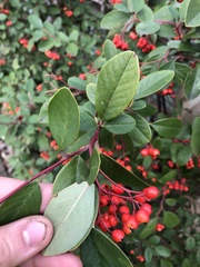 Cotoneaster glaucophyllus