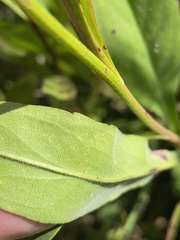 Symphyotrichum oolentangiense