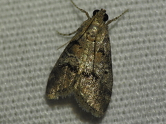 Pococera asperatella