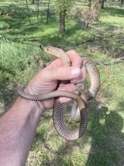 Masticophis flagellum testaceus