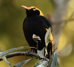 Sericulus chrysocephalus