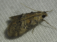 Pococera asperatella
