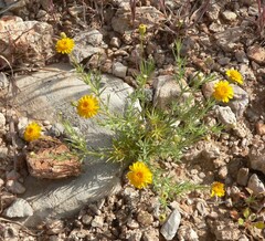 Thymophylla pentachaeta