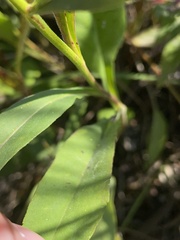 Symphyotrichum oolentangiense