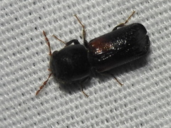 Xylobiops basilaris