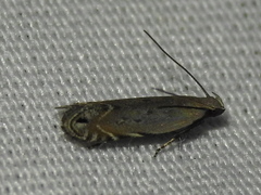 Battaristis concinnusella