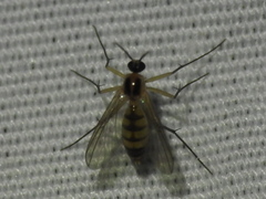 Mycetophilidae
