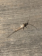 Archaeognatha