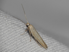 Haplochrois bipunctella