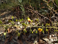 Bossiaea