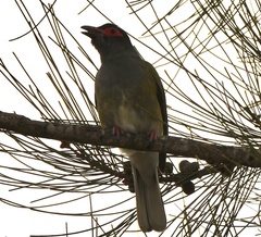 Sphecotheres vieilloti