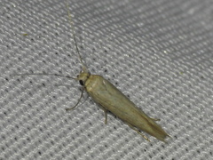 Haplochrois bipunctella