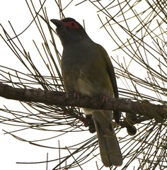 Sphecotheres vieilloti