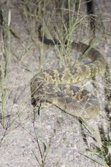Crotalus molossus molossus
