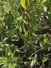Symphyotrichum oolentangiense