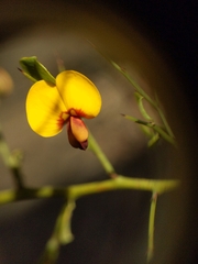 Bossiaea