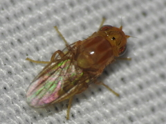 Chloropidae