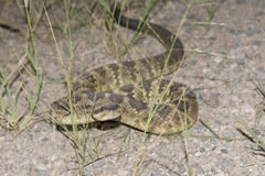 Crotalus molossus molossus