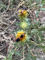 Chauliognathus basalis