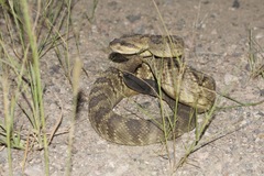 Crotalus molossus molossus