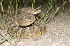 Crotalus molossus molossus