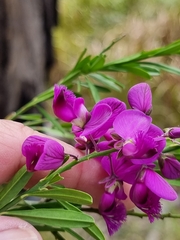 Polygala virgata
