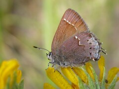 Callophrys gryneus
