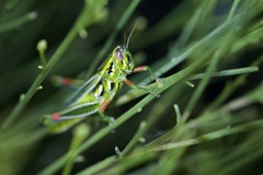 Hesperotettix viridis