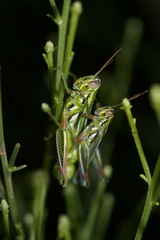 Hesperotettix viridis