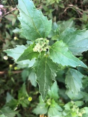Chenopodiastrum murale