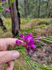 Polygala virgata