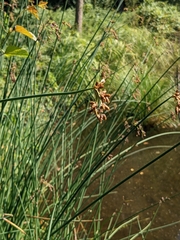 Schoenoplectus acutus