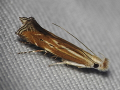 Isophrictis magnella