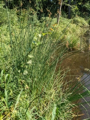 Schoenoplectus acutus