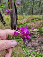 Polygala virgata