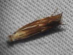 Isophrictis magnella