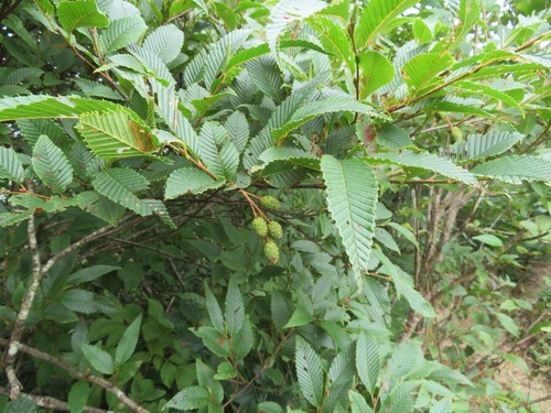 Alnus pendula observed 2022-09-05