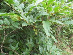 Alnus pendula