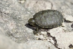 Kinosternon sonoriense