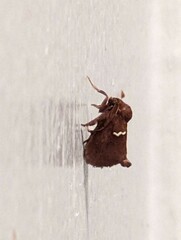 Monoleuca semifascia
